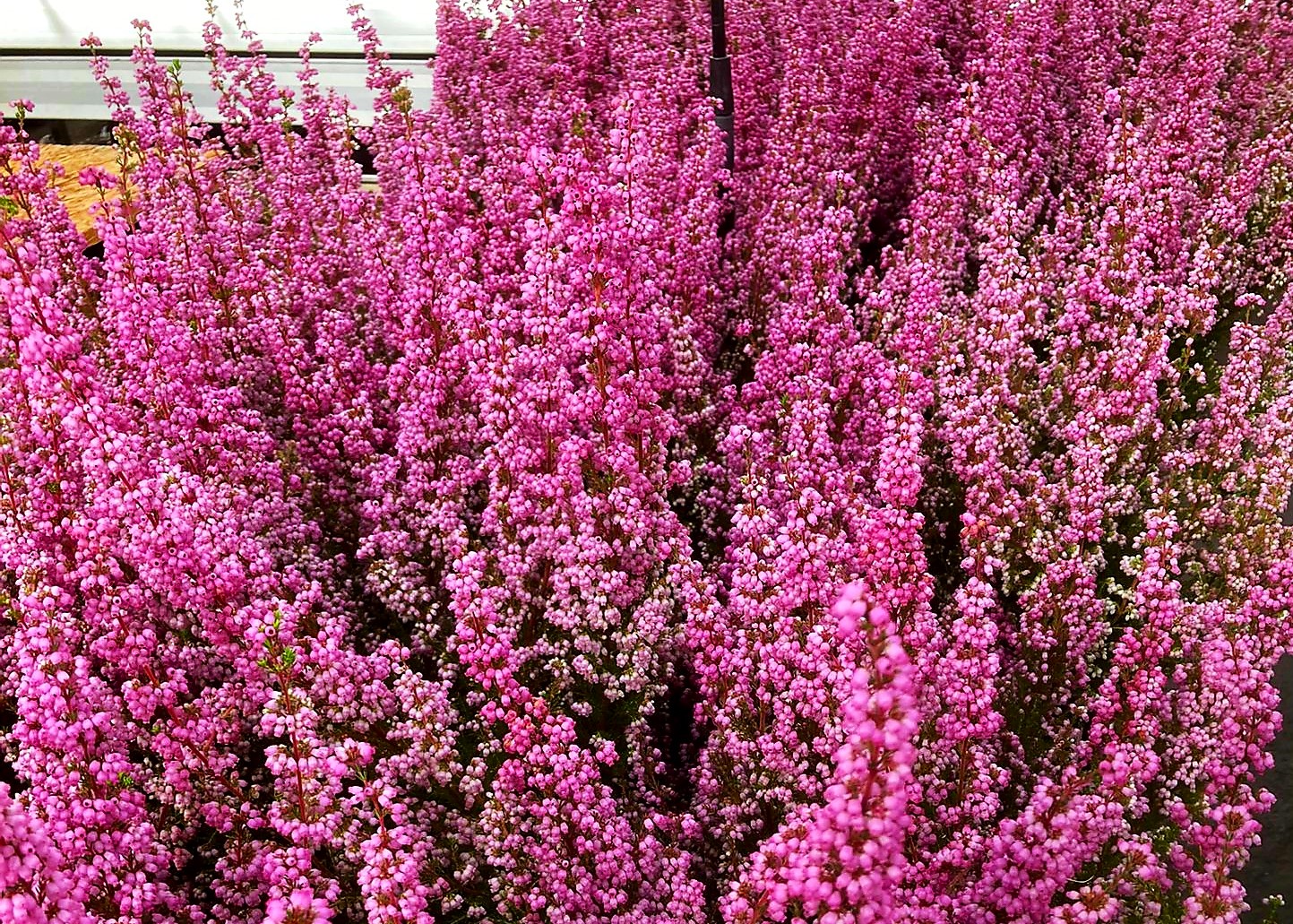 Monheimer Blumenmarkt